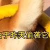 女生偷袭狗狗的屁屁 狗狗对主人都有防备心了