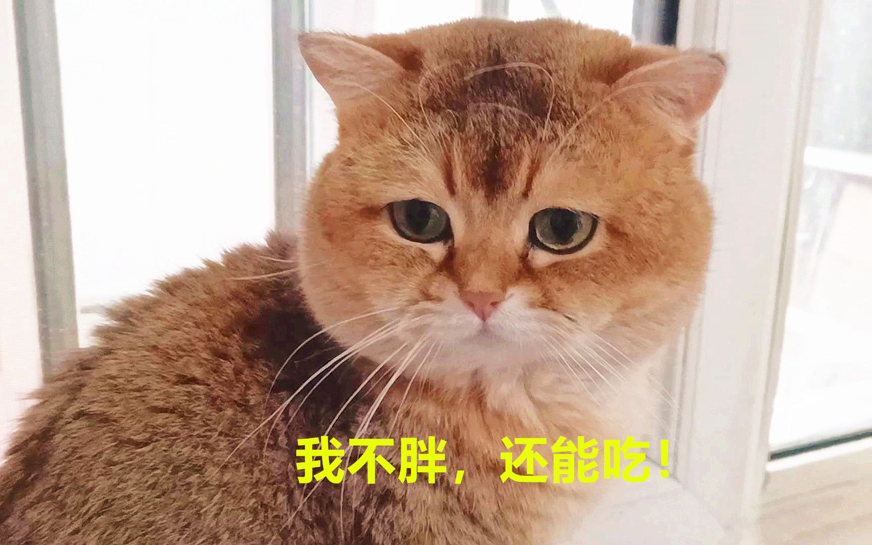 主人给胖公猫喂营养品,猫女儿急忙叫停,亲爸呀,你脑袋都补肿了哔哩哔哩 (゜゜)つロ 干杯~bilibili