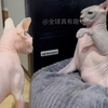 一种身上没有毛的猫，斯芬克斯无毛猫，它们性格温顺