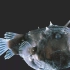 深海中的亮光：鮟鱇鱼
