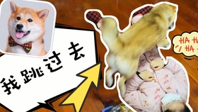 ce0d3d90b6436f27aa2eced7dea46ae64c747df9.jpg@280w_158h_1c_100q.jpg