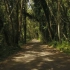 空镜头视频素材 森林道路树林素材分享