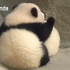 #大熊猫思念# 在外面睡可别着凉了 有我抱着就不冷啦～～～