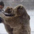 俄罗斯人：不是开玩笑，这种熊我一只手一个