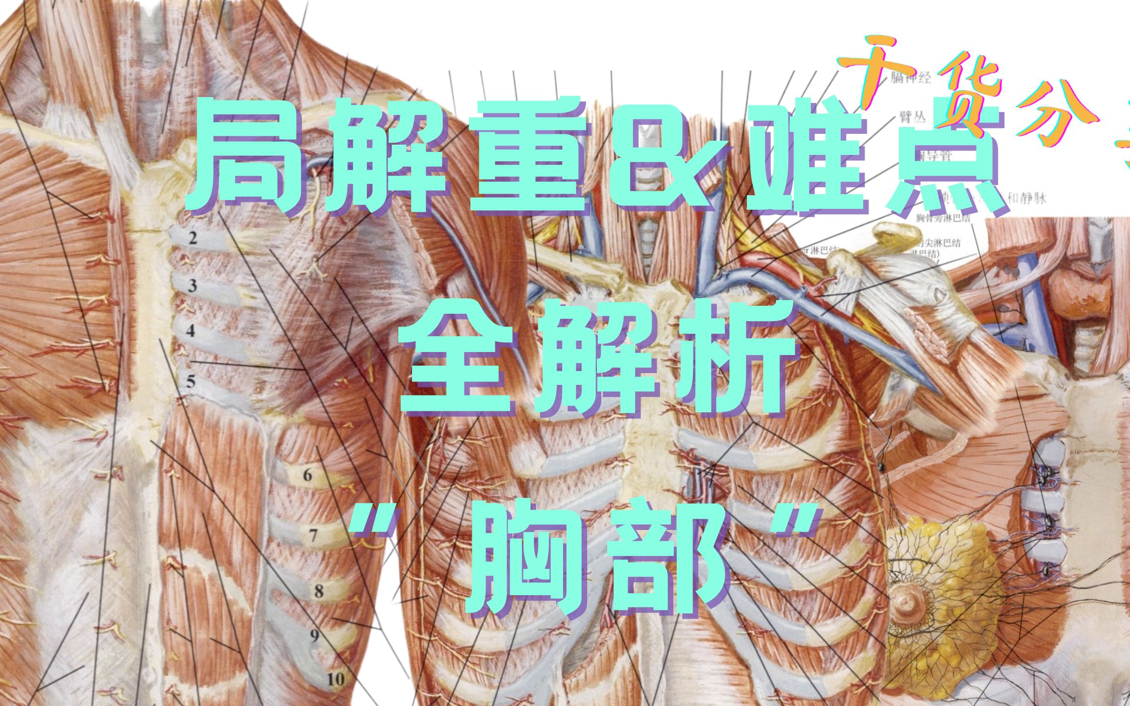 图51 胸廓-人体解剖组织学-医学