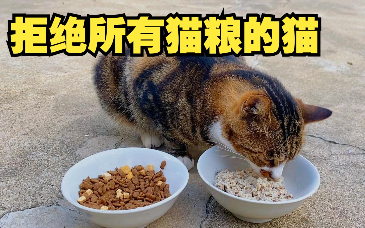 离谱，这田园猫只吃农村拌饭，拒绝所有猫粮