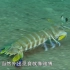 【精彩片段】鲽鱼秒杀螳螂虾！功夫再高，体型小也是硬伤！