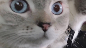 ce5a8d081332f9a485c46ee58f943db85a4211ad.jpg@280w_158h_1c_100q.jpg