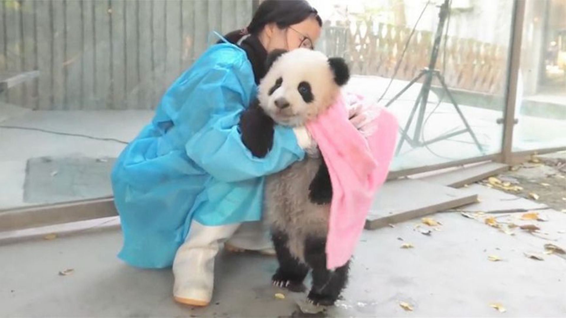饲养员给熊猫洗澡，看完笑地肚子痛，镜头拍下全程！