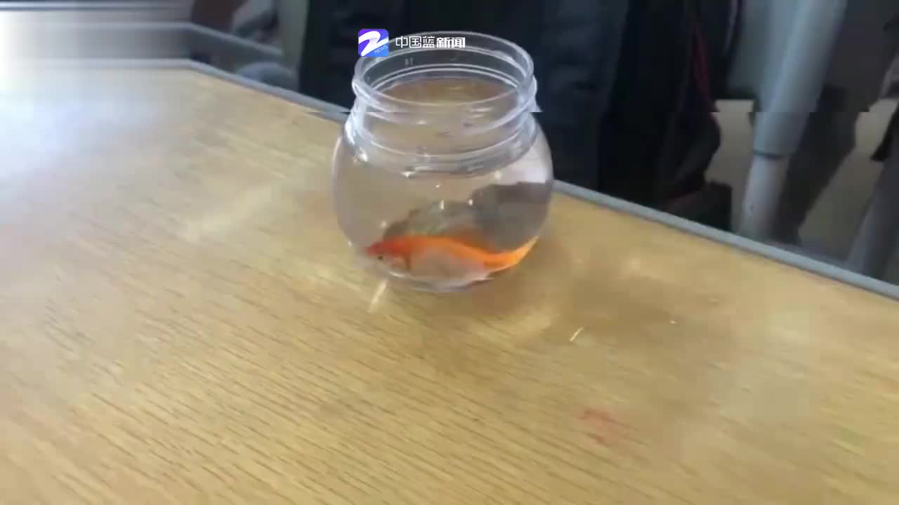 科学课老师要求学生带鱼来观察 萌娃却带了。。。