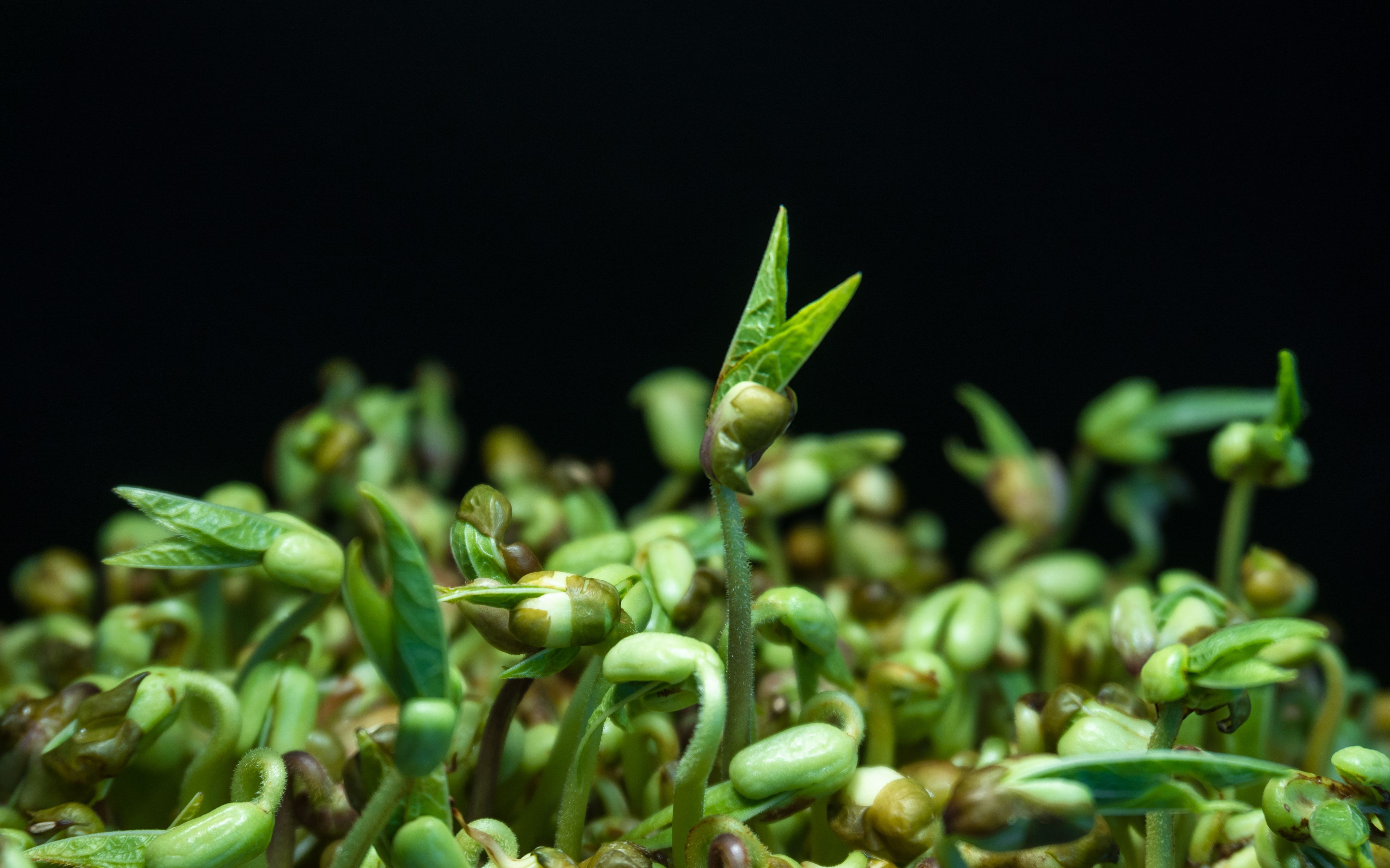 绿豆种子发芽过程图片-图库-五毛网