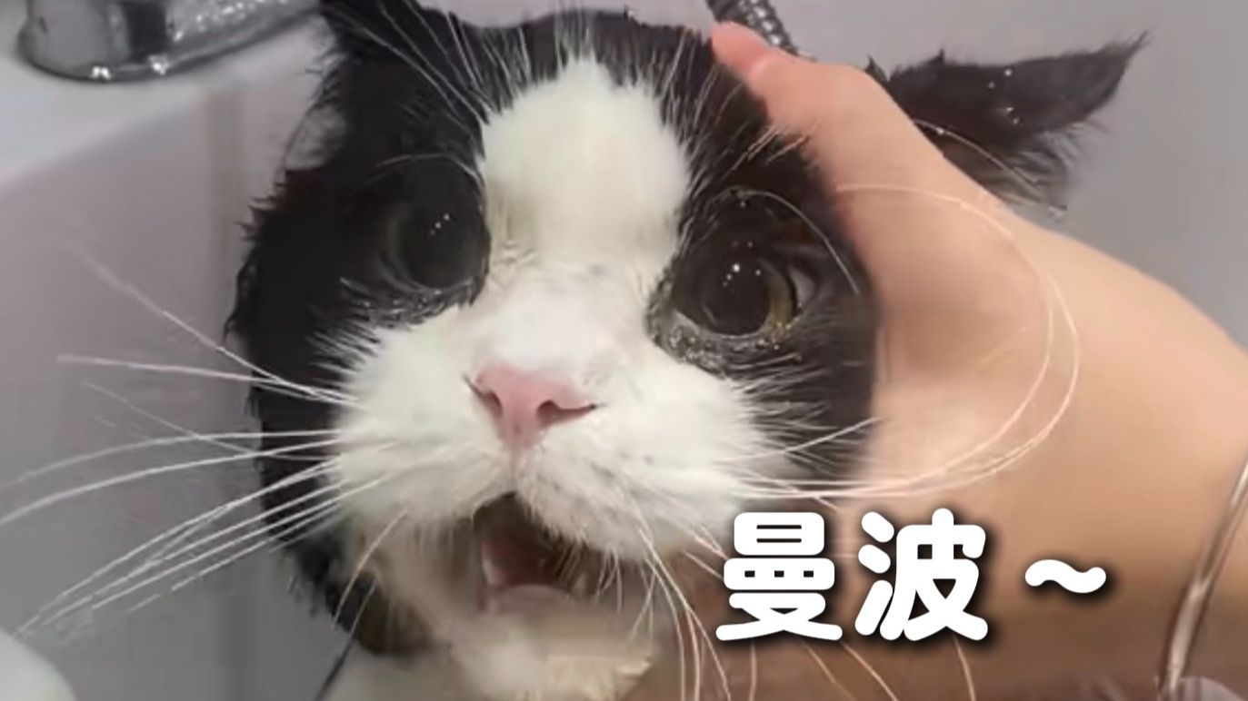 《动物语音模块异常》