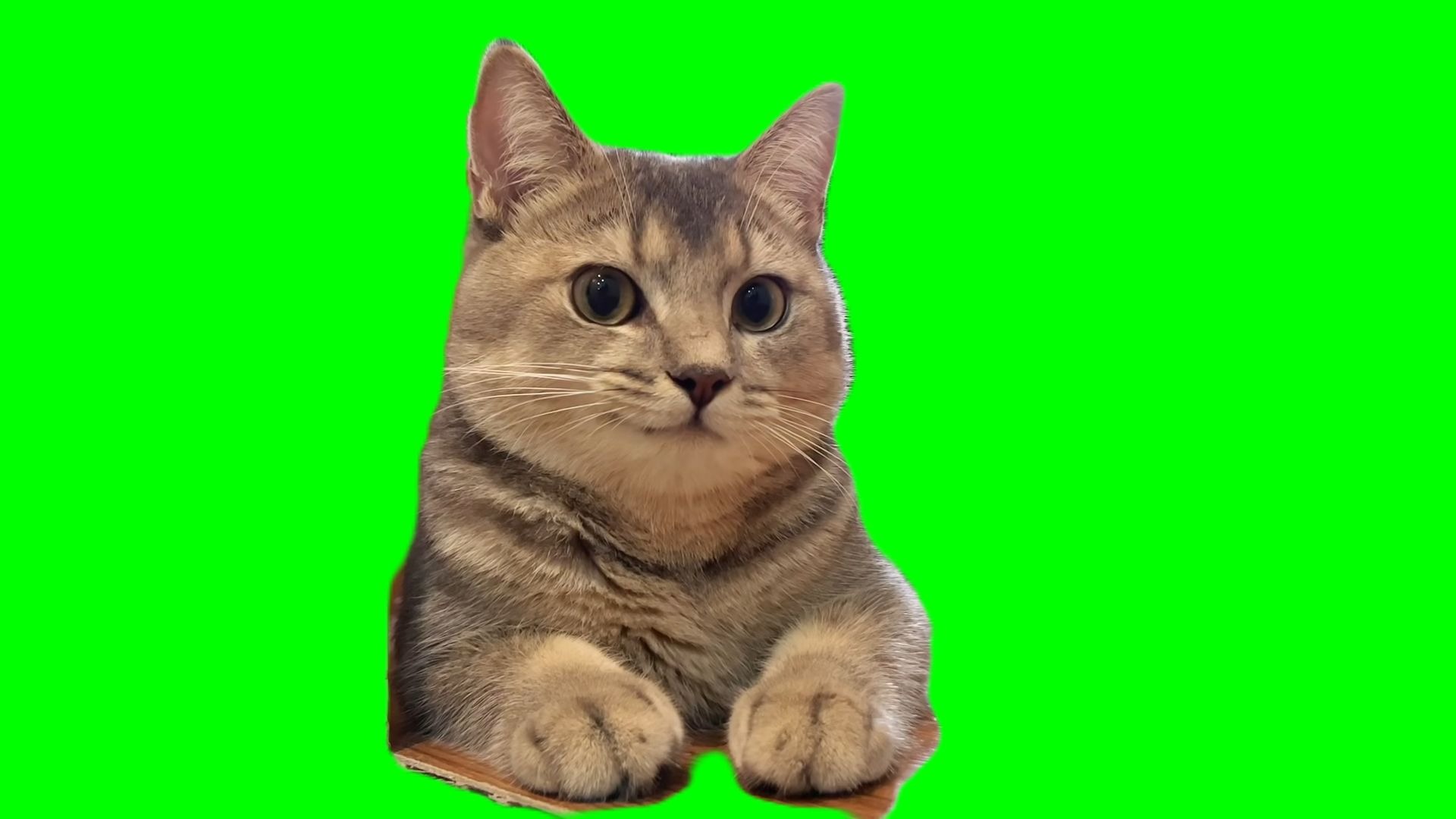 【高清无水印】拽猫meme绿幕素材30秒