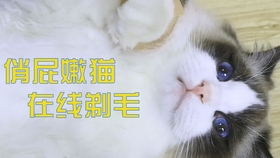 cec52a8fcce5f1780db002cc0b944ecfb086d112.jpg@280w_158h_1c_100q.jpg