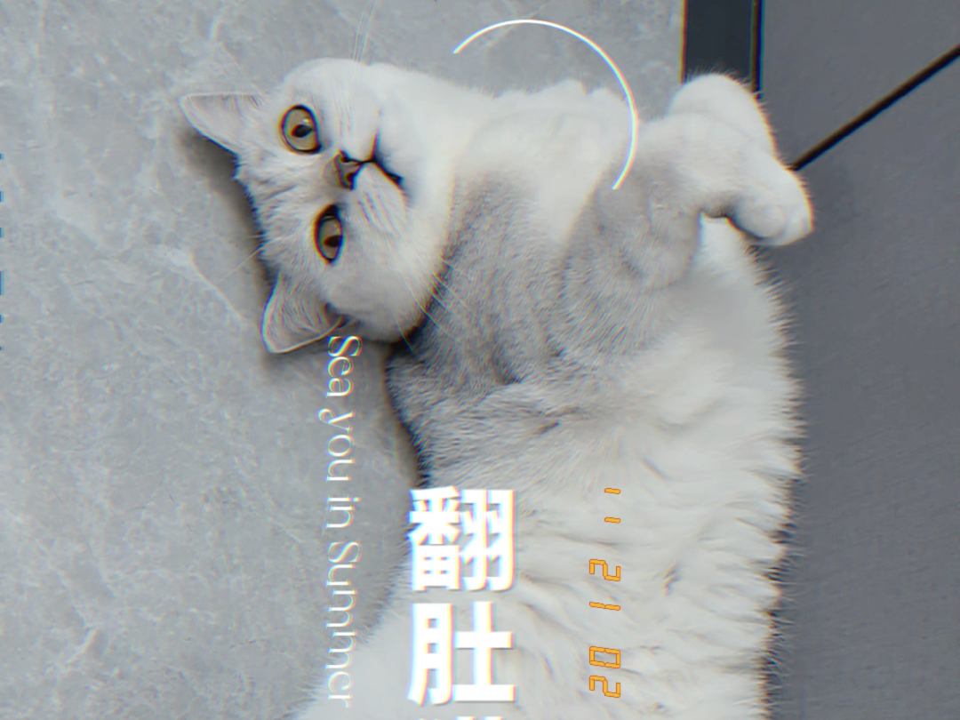 快来看翻肚猫𐟐𑥓”哩哔哩bilibili