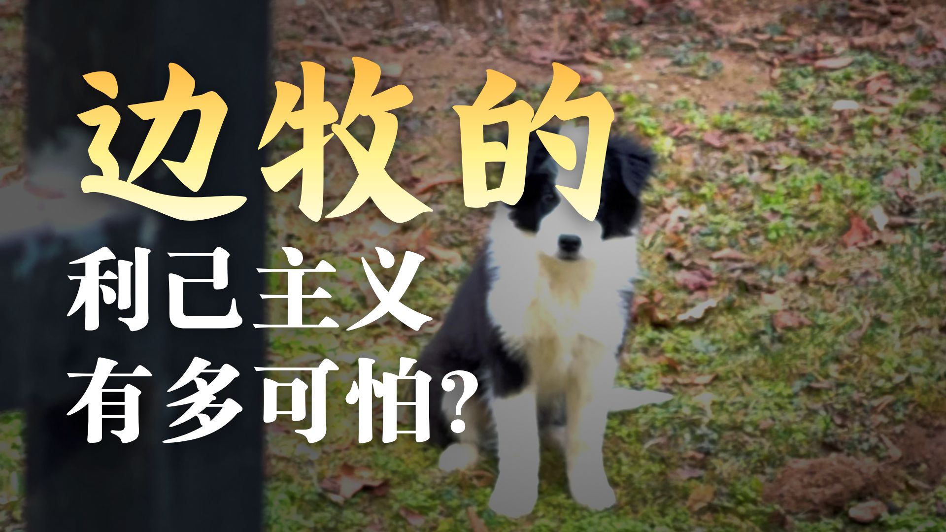 终于知道，边牧弃养率为什么这么高了！