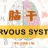 神经系统第七期｜脑神经核和脑神经