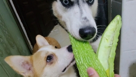 狗为啥吃狗粮会长得那么快 cefd11a4f534c2f68641e7aff385a1a853159e20.jpg@280w_158h_1c_100q.jpg