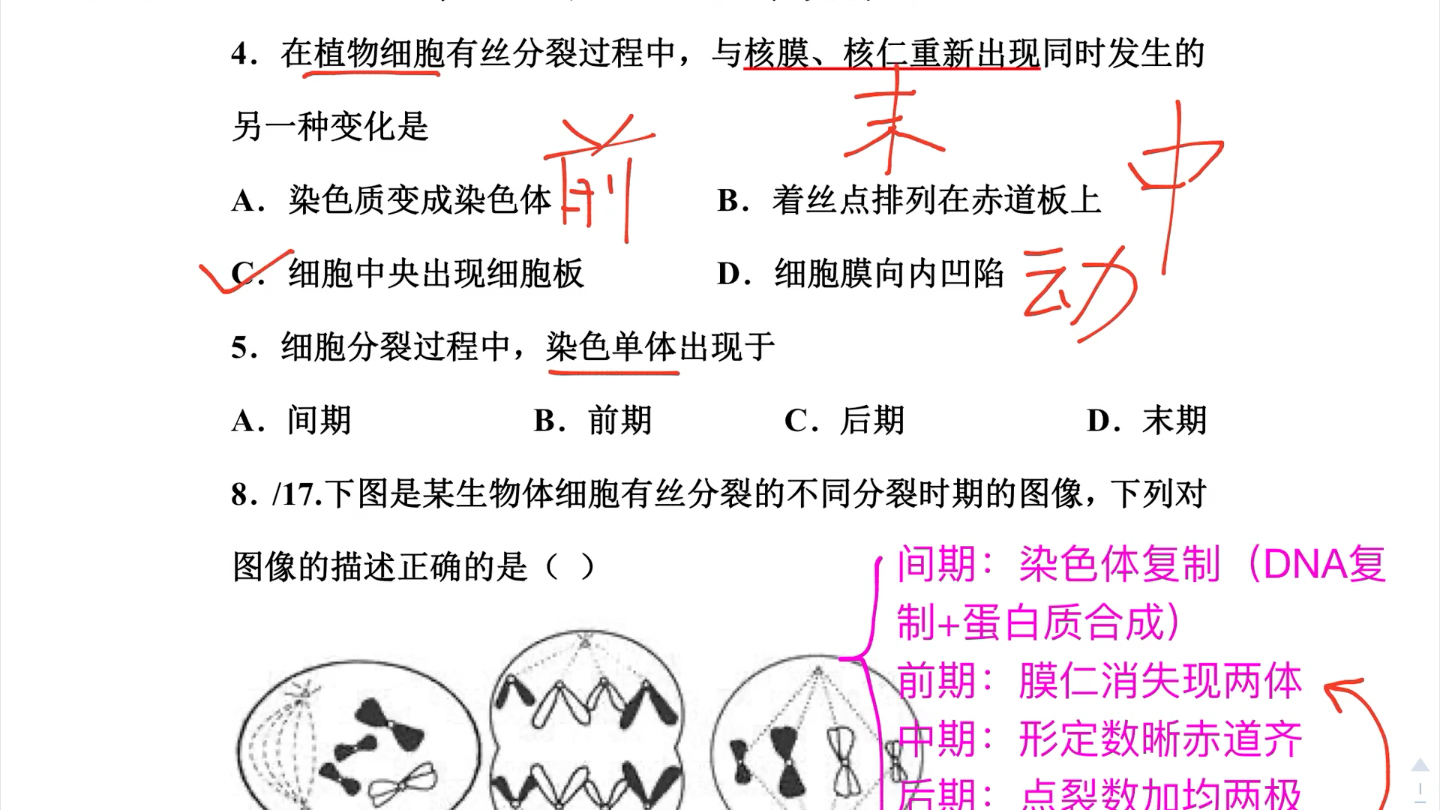 有丝分裂过程答疑 哔哩哔哩 つロ干杯 bilibili