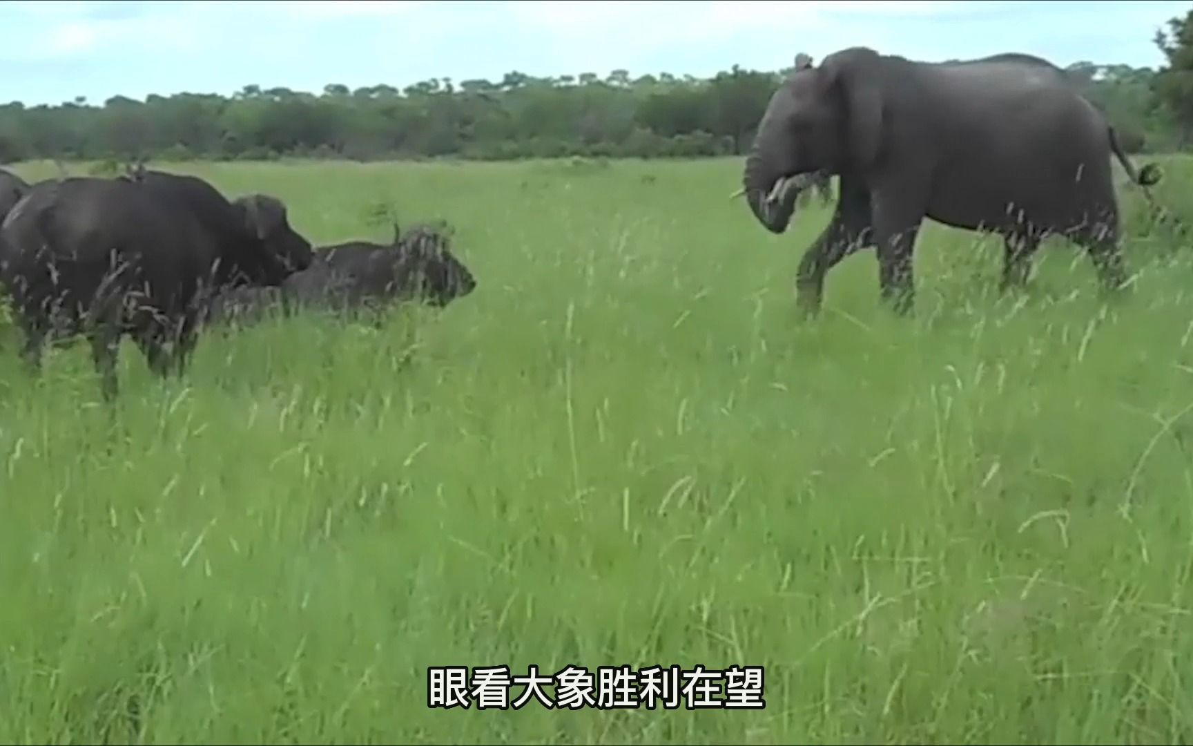 非洲野水牛怒顶大象现场！