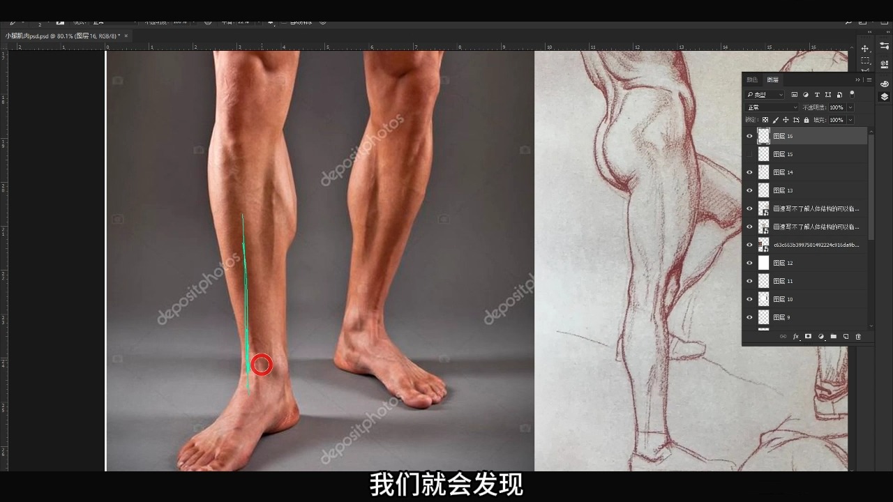 【干货】胫骨前肌结构分享，别错过！