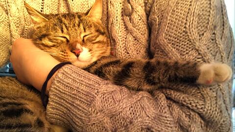 cf228c308a0966f3cc149c3f3635ed54884779d3.jpg@480w_270h_1c