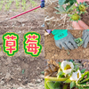 感谢俺娘，给俺栽了两垄草莓，不知日后能否实现草莓自由？一起期待一下吧