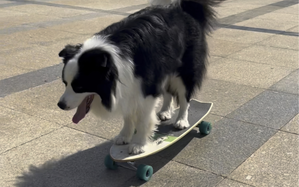 我竟然还不如一只狗会玩滑板呢！！！