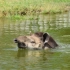 春天來了，波蘭動物園裡的南美貘快樂地游泳