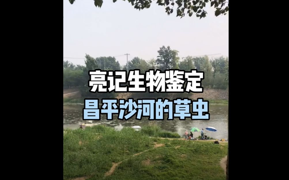 怎么办？看看大家的看法：北京昌平沙河的草虫[一阶段]的第1张示图
