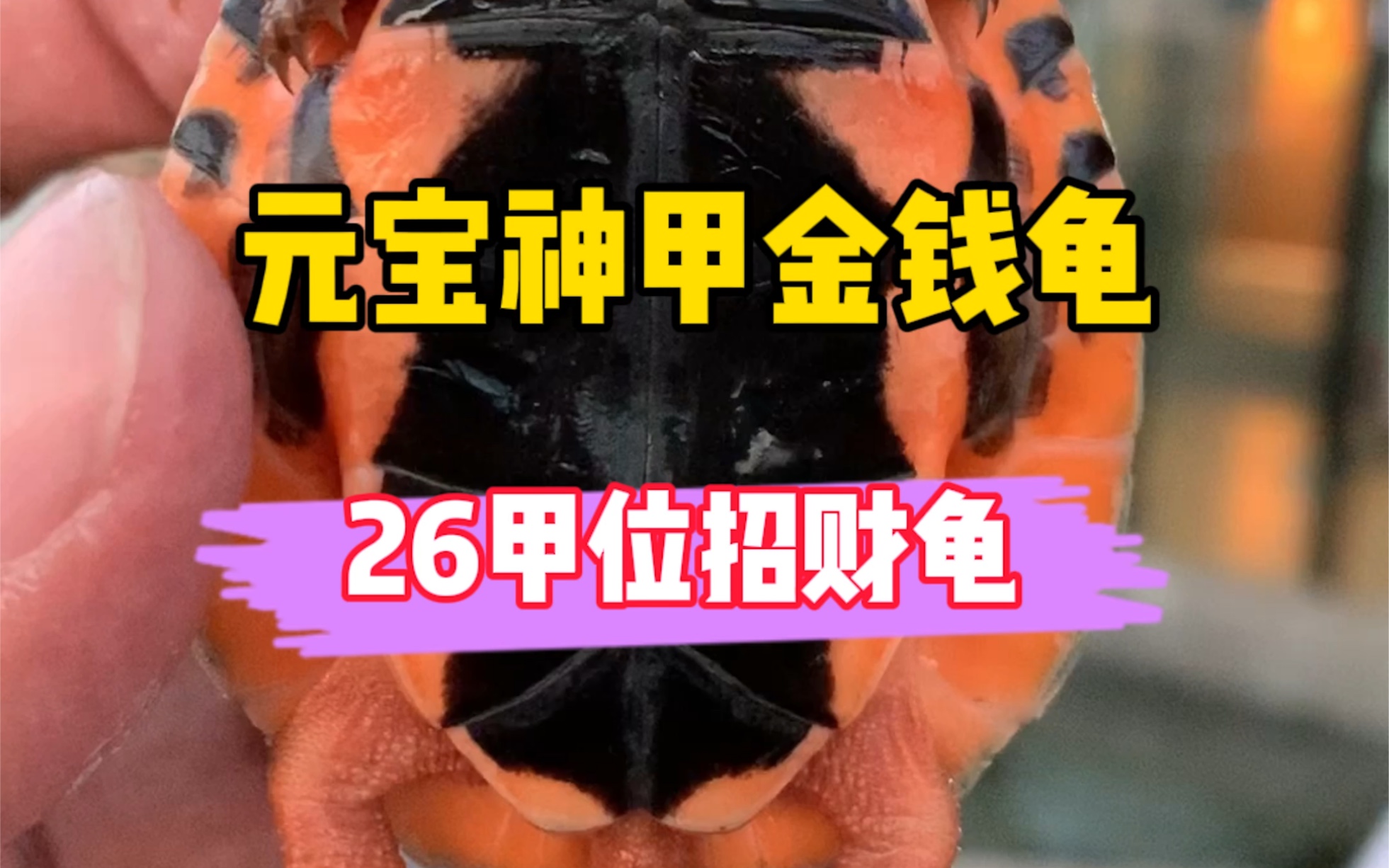 元宝神甲7726甲位招财风水龟,极品血红黑底公苗,玩家收藏佳品#三线