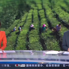 茶产业一线观察 科技赋能 茶产业转型升级