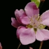 【原创】【延时摄影】每天来看一朵花开 桃花