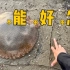 海滩上的水母，死了 但没完全死，不能碰！！