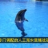 旋转、跳跃、高空翻…西宁海洋馆的海豚表演太精彩！