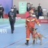 【全国消防职业技能大赛】山西消防搜救犬 比赛完整视频
