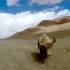 【阿里—金丝野牦牛】在海拔6000米的羌塘高原无人区，摄影师卡布用镜头记录下一个神奇而野性的野生动物乐园