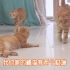 给7只猫称体重，胖橘的体重竟是别的猫的两倍