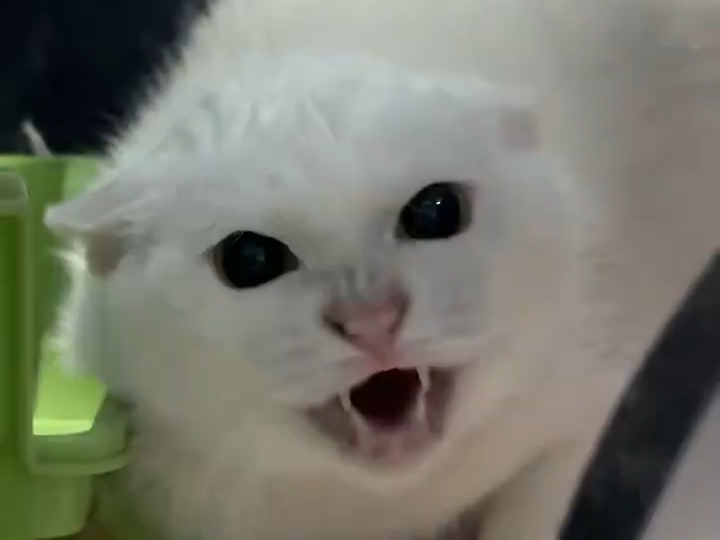 有人能翻译一下猫猫在说什么吗？