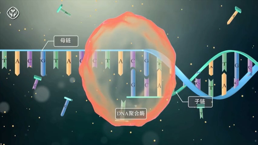 2_3.3 DNA的半保留复制过程_人教