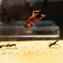 饿了七天的蚂蚁，倾巢出击捕食，精彩！