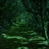 绿色森林神秘小路让人着迷放松自然环境视频素材