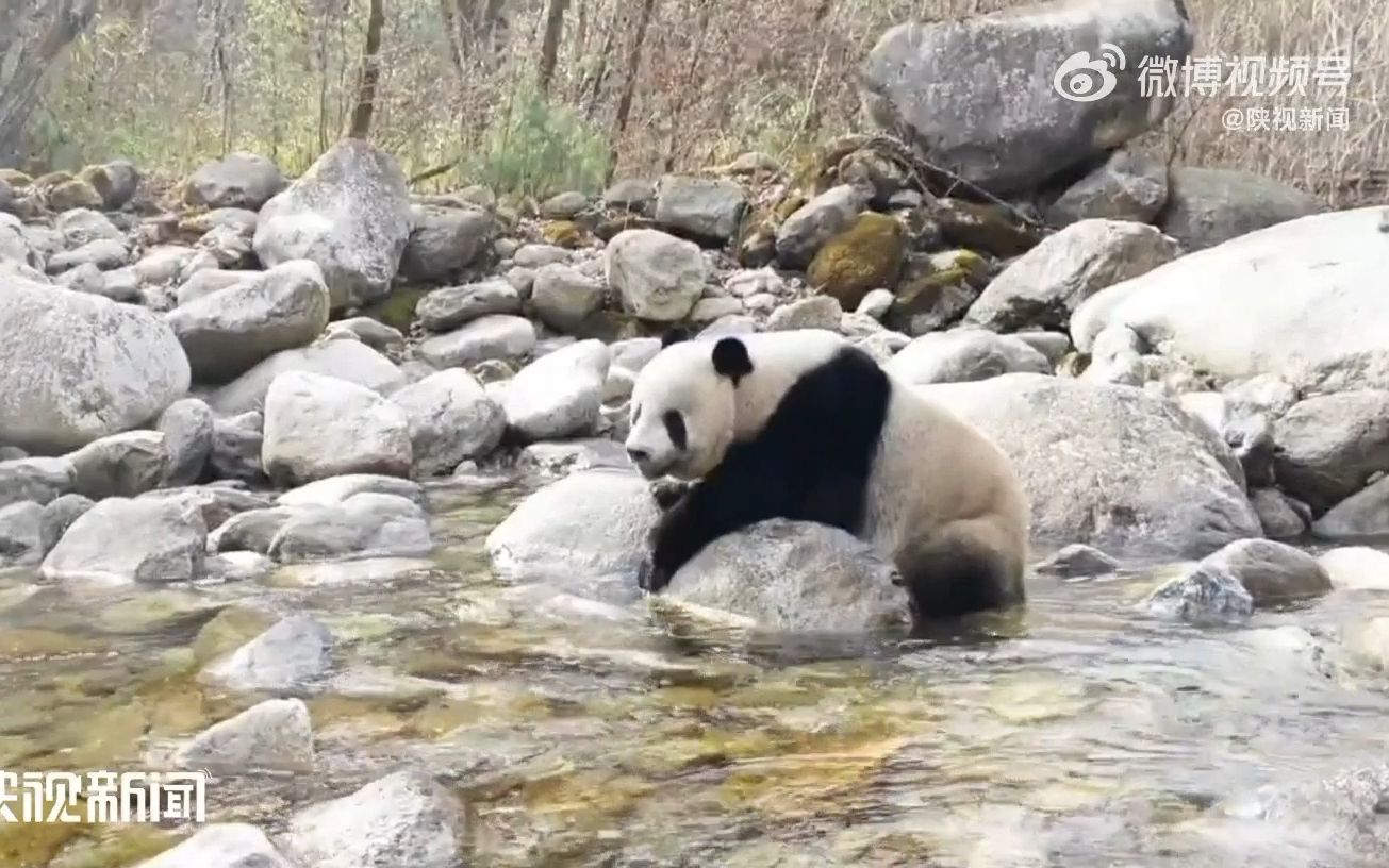 【陕西佛坪偶遇野猫，不再有惊喜：看脸型很像一猫，但没看到鼻梁上的标志性花纹，不能确定】佛坪保护区确认：一猫至少有5个孩子。这些孩子会不会已经加入秦岭的演艺事业？