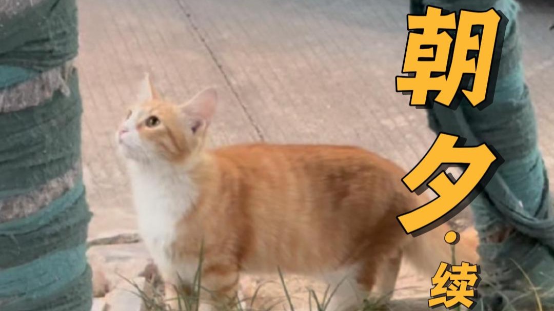 流浪猫多是春天生 冬天死的动物