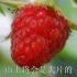【山莓】山莓根、叶入药，凉血，祛风除湿