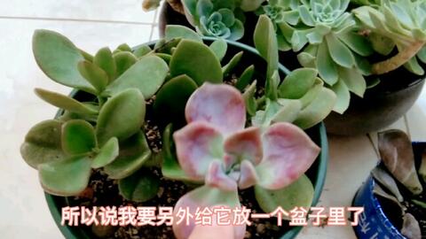 多肉叶插苗几天喷一次水 d03007d073bba5eef3de88ef9ed0757dfa838bdc.jpg@480w_270h_1c