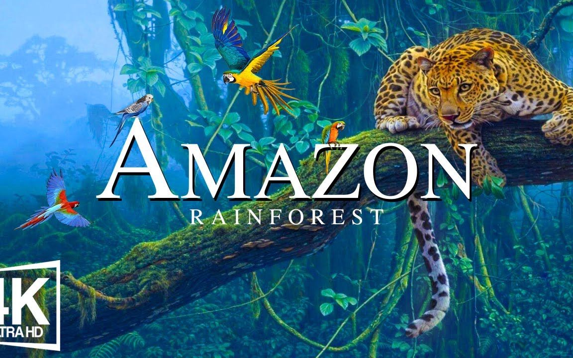 亚马逊河 60帧 - The World’s Largest Tropical Rainforest  Jungle Sounds  Scenic Relax