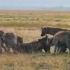 鬣狗伏击牛羚-鬣狗和牛羚-野生动物攻击汇编！