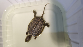 乌龟怎么叫的视频 d0475c5cd67a80759ab78a8c9154ef1f3133d53e.png@280w_158h_1c_100q.jpg