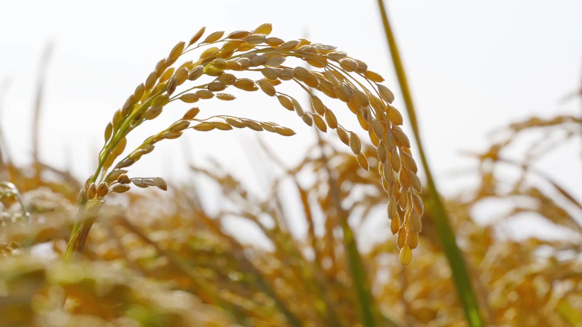 【空镜素材】稻穗近镜